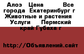 Алоэ › Цена ­ 150 - Все города, Екатеринбург г. Животные и растения » Услуги   . Пермский край,Губаха г.